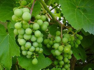 Anti-Aging Remedies Around the World: France