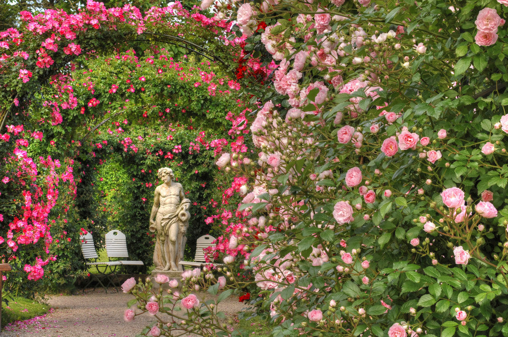 The Everlasting Rose in Myth and Legend