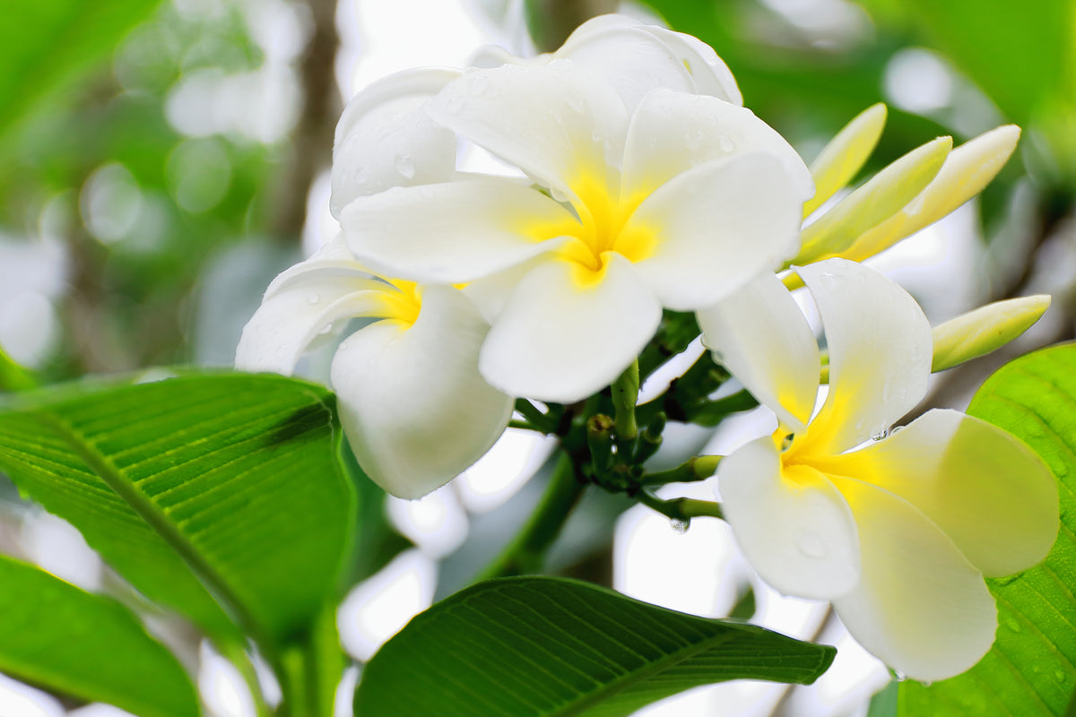 Laurier rose de Tahiti, Oleander - Tahiti Heritage