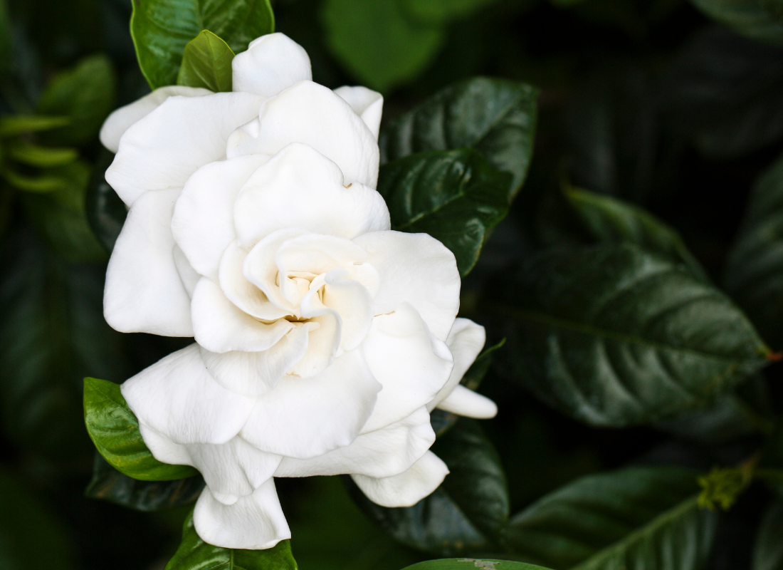 Love's Eternal Bloom: The Enchanting Tale of Gardenia – Herb & Root