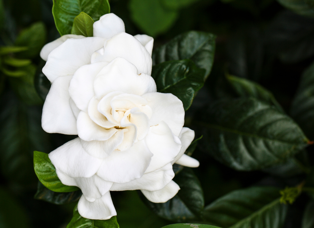 Love's Eternal Bloom: The Enchanting Tale of Gardenia