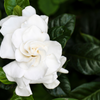 Love's Eternal Bloom: The Enchanting Tale of Gardenia