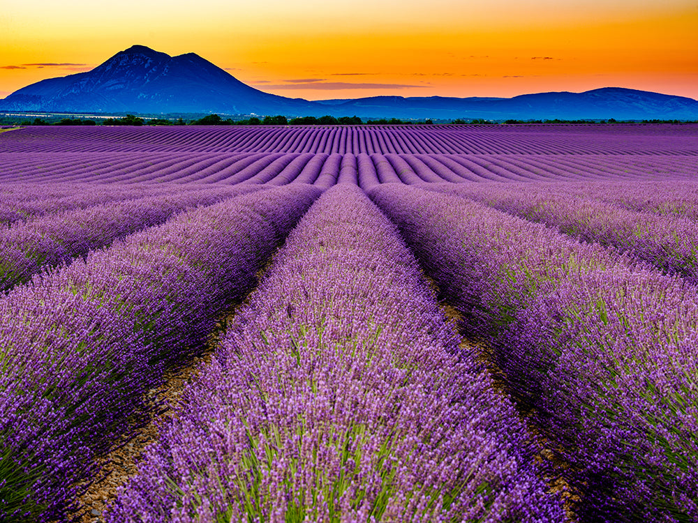 The World's Favorite Herb: Lavender's Fascinating History