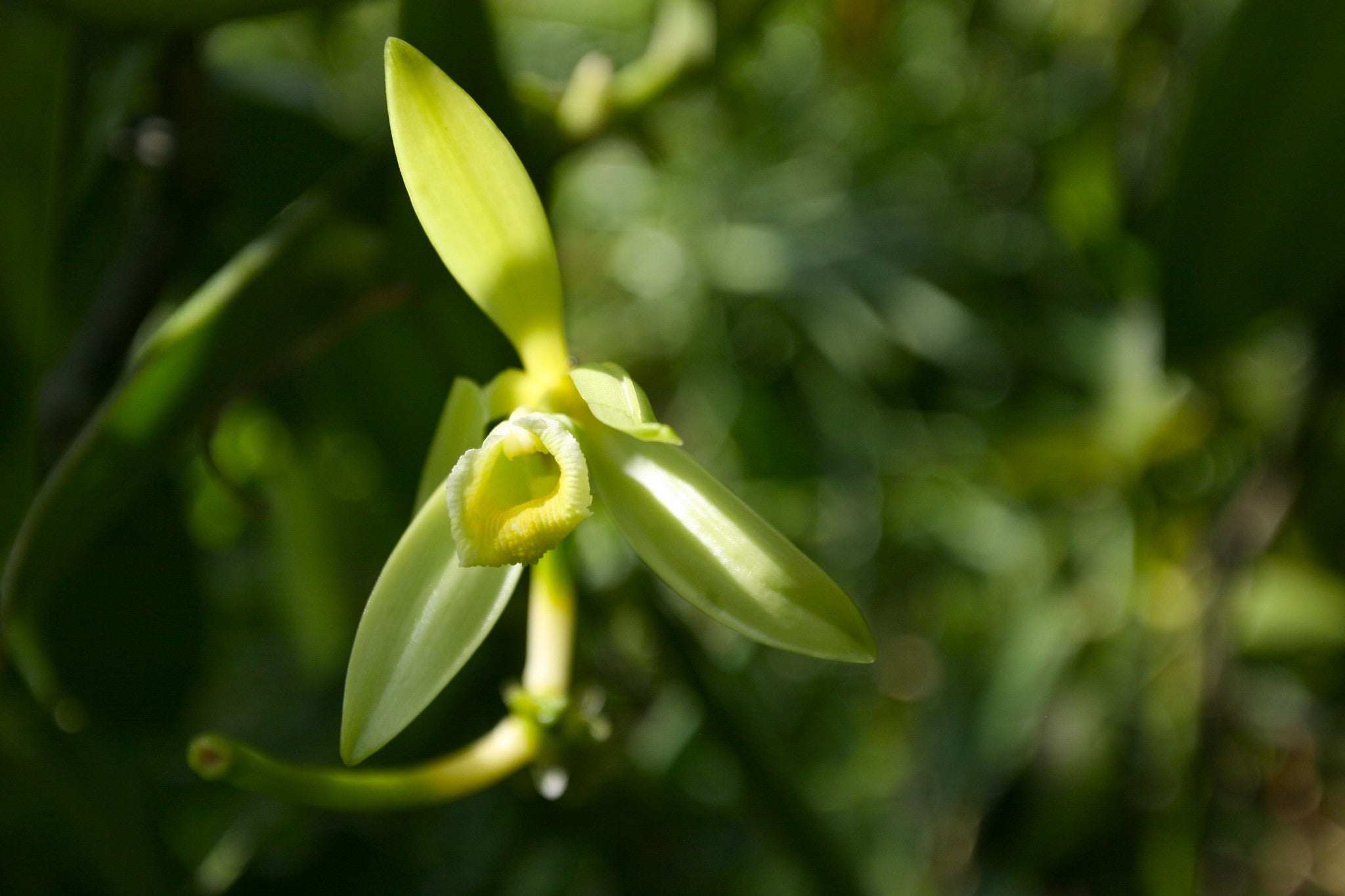 Sensual Vanilla- the World's Oldest Aphrodisiac