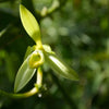 Sensual Vanilla- the World's Oldest Aphrodisiac