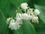 Lily of the Valley Perfume Oil